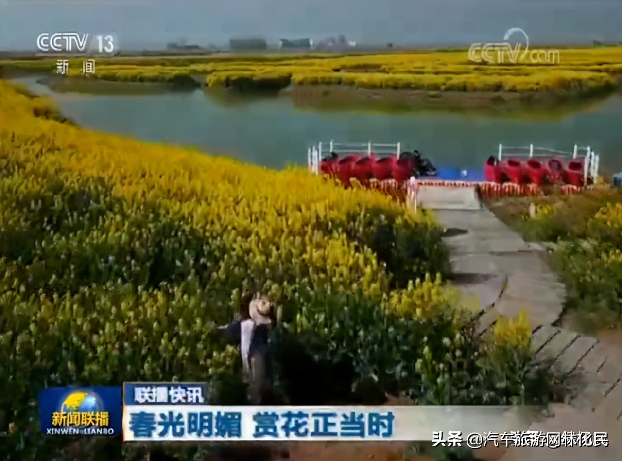 春游湖上花海（含花海小火车+乌篷船）踏青赏花纯玩一日游