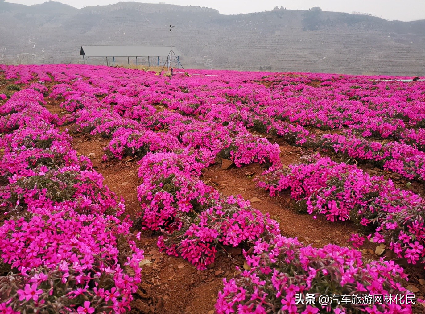 万亩桃花含苞待放，岱崮地貌等你来约