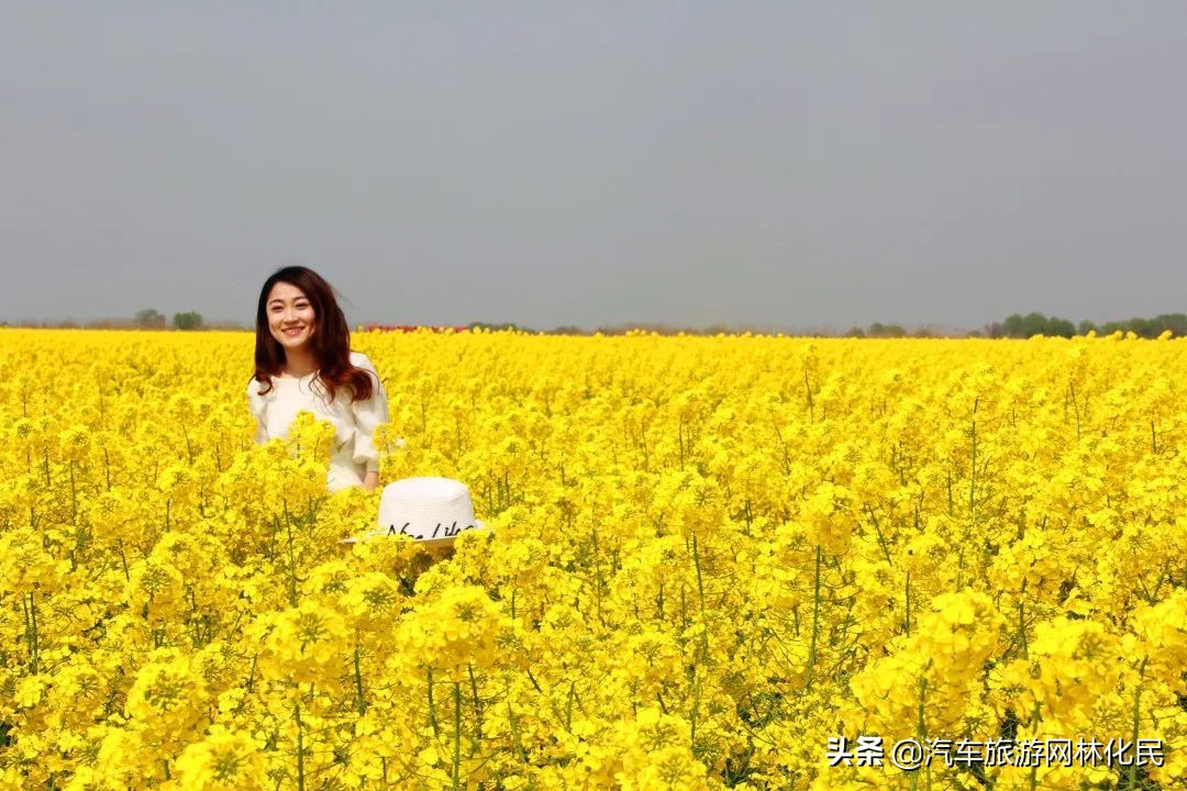 春游湖上花海（含花海小火车+乌篷船）踏青赏花纯玩一日游