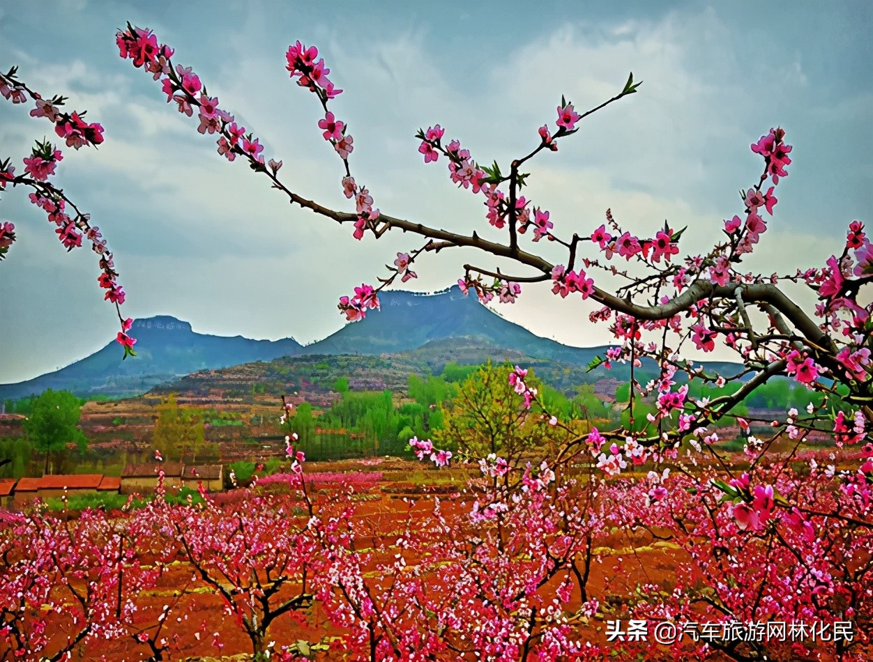 万亩桃花含苞待放，岱崮地貌等你来约