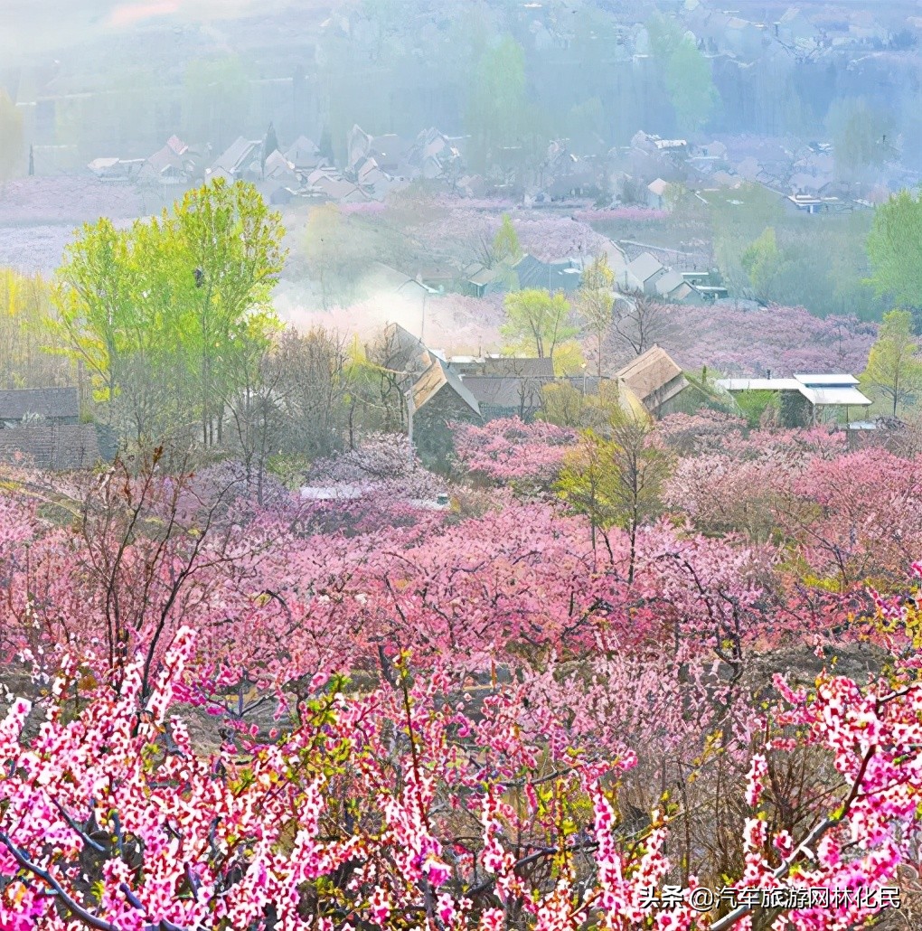 万亩桃花含苞待放，岱崮地貌等你来约