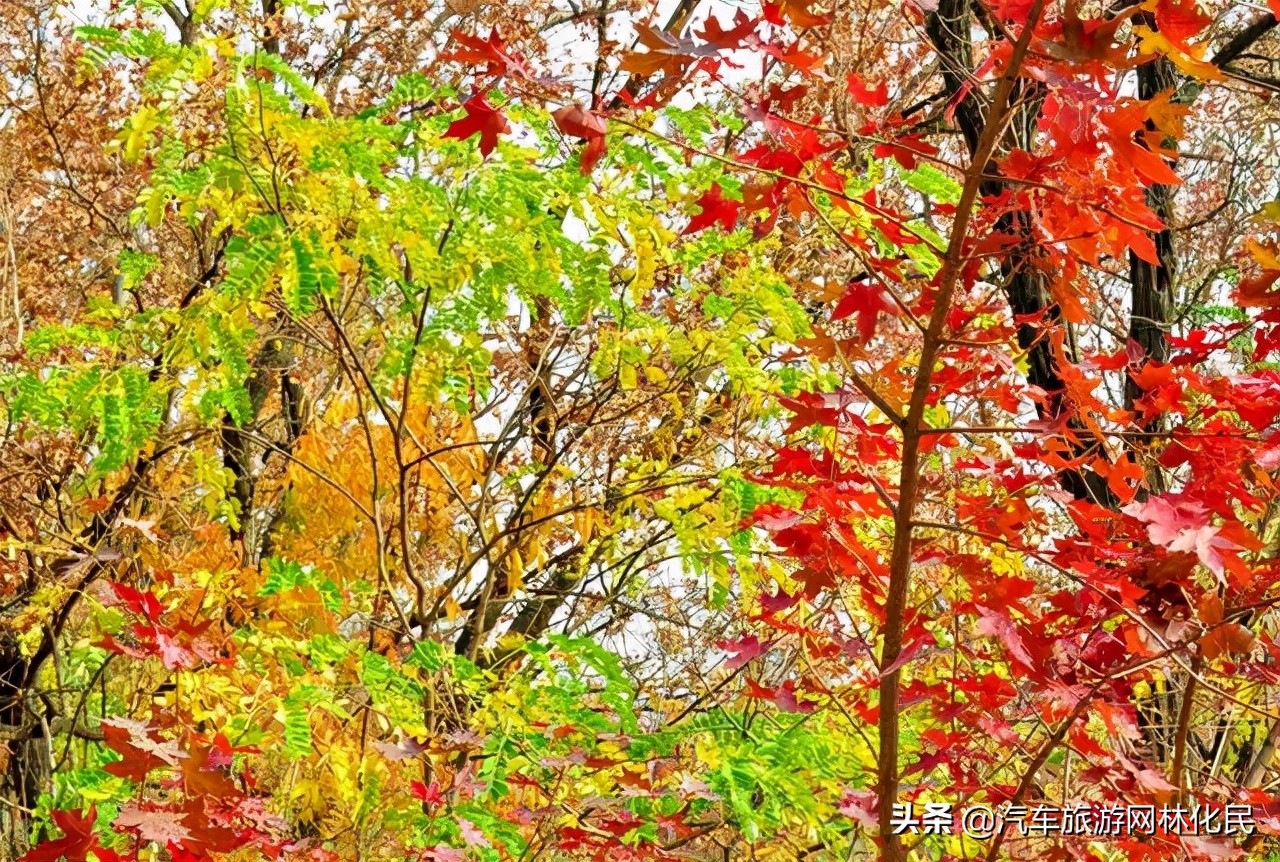 临沂深秋“色彩地图”来啦!带你欣赏“醉美”深秋